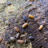 Armadillidium Sp. Punta Cana